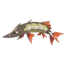 Barraskewda