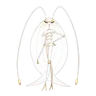 Pheromosa